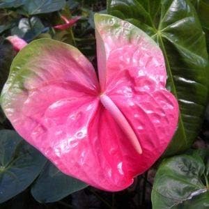 Mixed Color Perennial Flower Seeds for Planting Cut Flower Favorite Heirloom & GMO Free Seeds for Home Garden
 
 Sale for planting in home garden