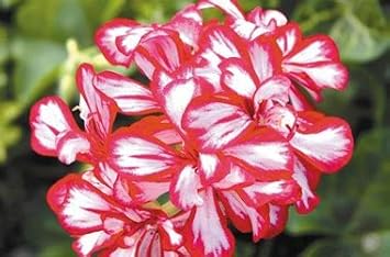 Purple White Dahlia Flower Seeds for Planting Low Maintenance Heirloom & GMO Free Seeds for Home Garden
 
 Sale for planting in home garden