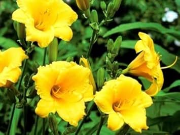 Mixed Crocus Flower Seeds for Planting Garden Favorite Heirloom & GMO Free Seeds for Home Garden
 
 Sale for planting in home garden