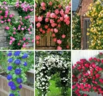 Mixed Climbing Rose Seeds Flower seeds for Planting Cottage Garden Essential Heirloom & GMO Free Seeds for Home Garden 
 
 Sale for planting in home garden