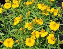 Heirloom Linum Flavum Flower seeds for Planting Wildflower Mix Heirloom & GMO Free Seeds for Home Garden 
 
 Sale for planting in home garden
