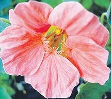 Baby (Baby Pink) seeds for planting in home garden