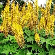 Ligularia Flower seeds for Planting - Wildflower Mix, Heirloom & GMO Free Seeds for Home Garden
 
 Sale seeds for home garden