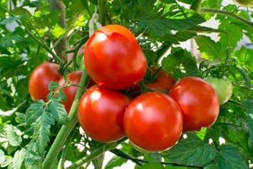 Unique Tomato Tree Seeds For Planting And Growth Vegetable Seeds