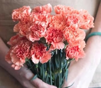 Light Orange Carnation Flower Seeds For Planting