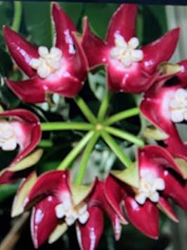 Green Purple Hoya Flower Seeds for Planting Compact Growth Heirloom & GMO Free Seeds for Home Garden
 
 Sale for planting in home garden