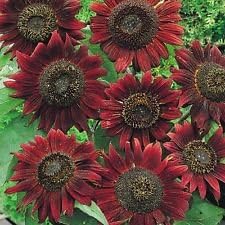 Maroon Sunflower Flower seeds for Planting - Pollinator Friendly, Heirloom & GMO Free Seeds for Home Garden
 
 Sale for planting in home garden