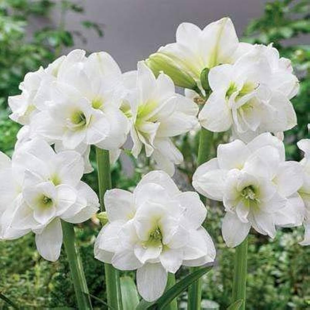 Amaryllis Barbados Flower Seeds For Planting White - Experience The Graceful In Your Space