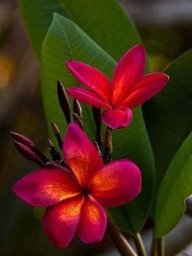 Dark Orange Plumeria Plumeria spp for planting in tropical garden