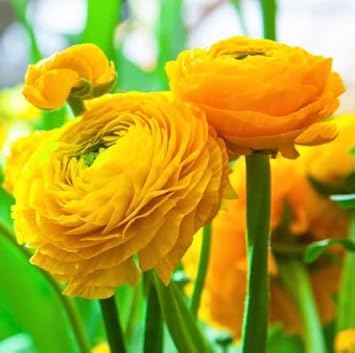 White Balsam Flower Seeds for Planting Bright Blooms Heirloom & GMO Free Seeds for Home Garden
 
 Sale for planting in home garden