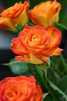 Light Orange Rose Flower Seeds For Easy Planting