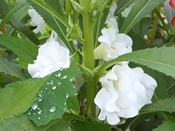 White Balsamine Flower seeds for Planting - Drought Tolerant, Heirloom & GMO Free Seeds for Home Garden
 
 Sale for planting in home garden