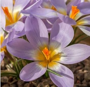 Blue Yellow Crocus Flower seeds for Planting - Garden Favorite, Heirloom & GMO Free Seeds for Home Garden
 
 Sale for planting in home garden