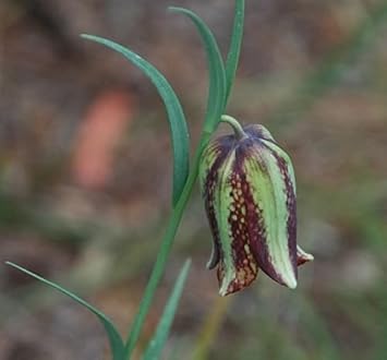 Green Fritillaria Flower seeds for Planting - Premium Quality, Heirloom & GMO Free Seeds for Home Garden
 
 Sale for planting in home garden.