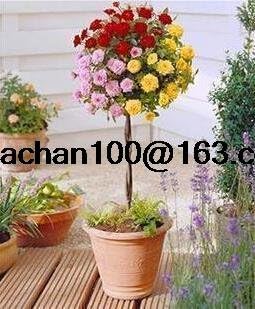 Tricolour Rose Standard Flower seeds for Planting - Colorful Display, Heirloom & GMO Free Seeds for Home Garden
 
 Sale for planting in home garden