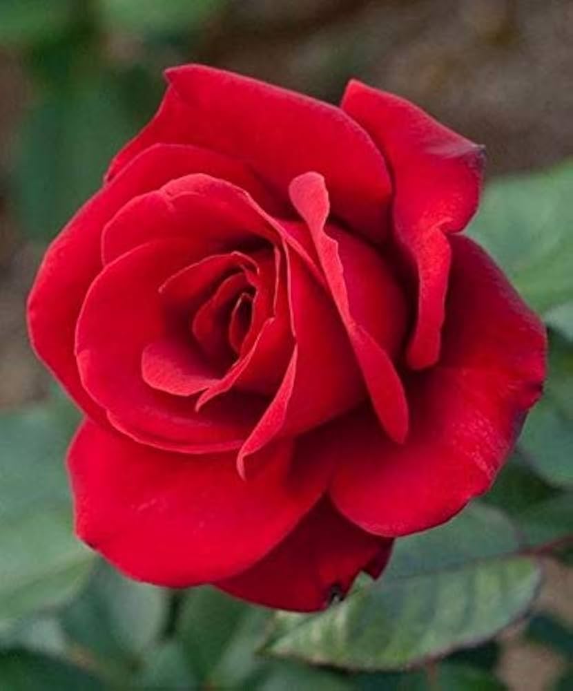 Red-Edge Rose Rosa spp. Seeds for planting in flower bed