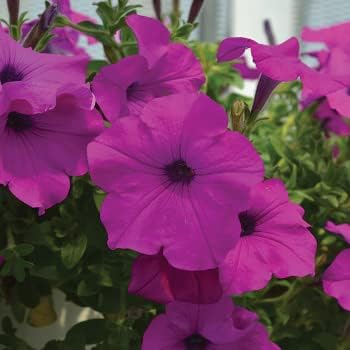 Deep Pink Petunia Flower seeds for Planting Shade Tolerant Heirloom & GMO Free Seeds for Home Garden 
 
 Sale for planting in home garden