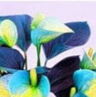 Sky Blue Yellow Anthurium Flower seeds for Planting - Vibrant Colors, Heirloom & GMO Free Seeds for Home Garden
 
 Sale seeds for home garden