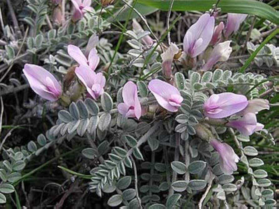 Astragalus Lavender Flower seeds for Planting - Garden Favorite, Heirloom & GMO Free Seeds for Home Garden
 
 Sale for planting in home garden.