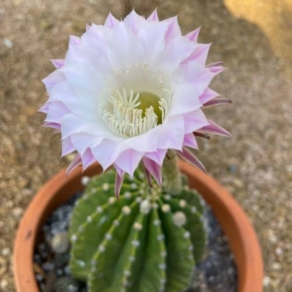 Lily Oxygona Lilium oxygonum for planting in desert garden