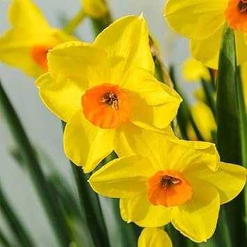 Narcissus Yellow Orange Flower seeds for Planting - Seasonal Bloomer, Heirloom & GMO Free Seeds for Home Garden
 
 Sale for planting in home garden