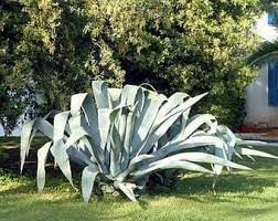 Heirloom Agave Flower seeds for Planting Easy to Grow Heirloom & GMO Free Seeds for Home Garden 
 
 Sale for planting in home garden
