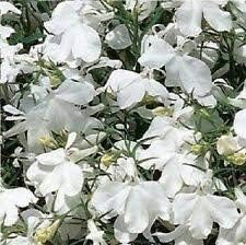 Lobelia Regatta White Long-Lasting seeds for beautiful flowers