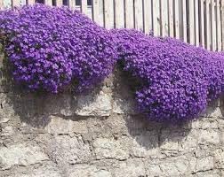 Cascade Flower seeds for Planting - Colorful Display, Heirloom & GMO Free Seeds for Home Garden
 
 Sale for planting in home garden.