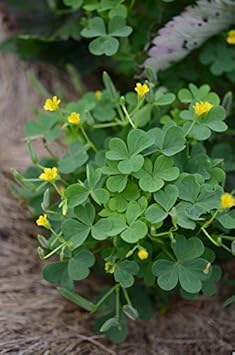 Dark Green Four Leaf Clover Seeds For Planting Plant Seeds