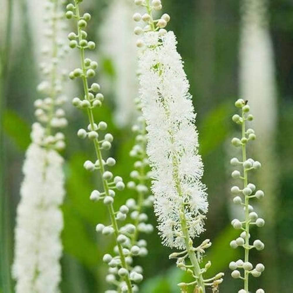 Cimicifuga Flower Seeds For Medicinal Planting