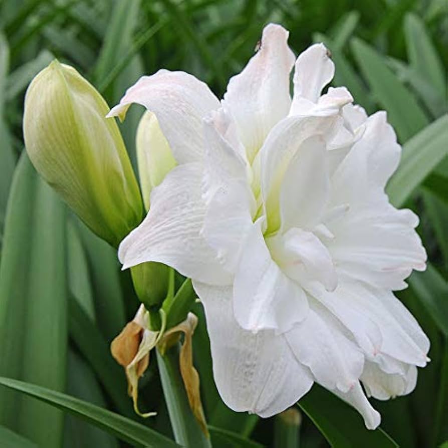 Amaryllis Barbados Flower Seeds For Planting White - Experience The Graceful In Your Space