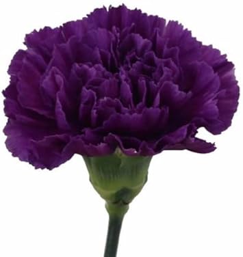 Violet Carnation Flower Seeds For Easy Planting