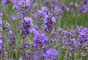 Purple Phalaenopsis Orchid Flower Seeds for Planting Compact Growth Heirloom & GMO Free Seeds for Home Garden
 
 Sale for planting in home garden