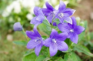 Violet Grandiflorus Flower seeds for Planting - Shade Tolerant, Heirloom & GMO Free Seeds for Home Garden
 
 Sale seeds for home garden