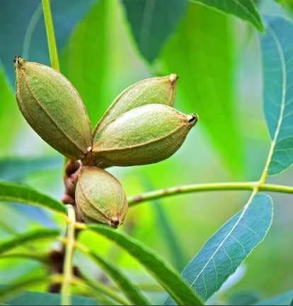 Carya Illinoinensis Seeds For Planting: Grow Your Own Nut Harvests Plant Seeds