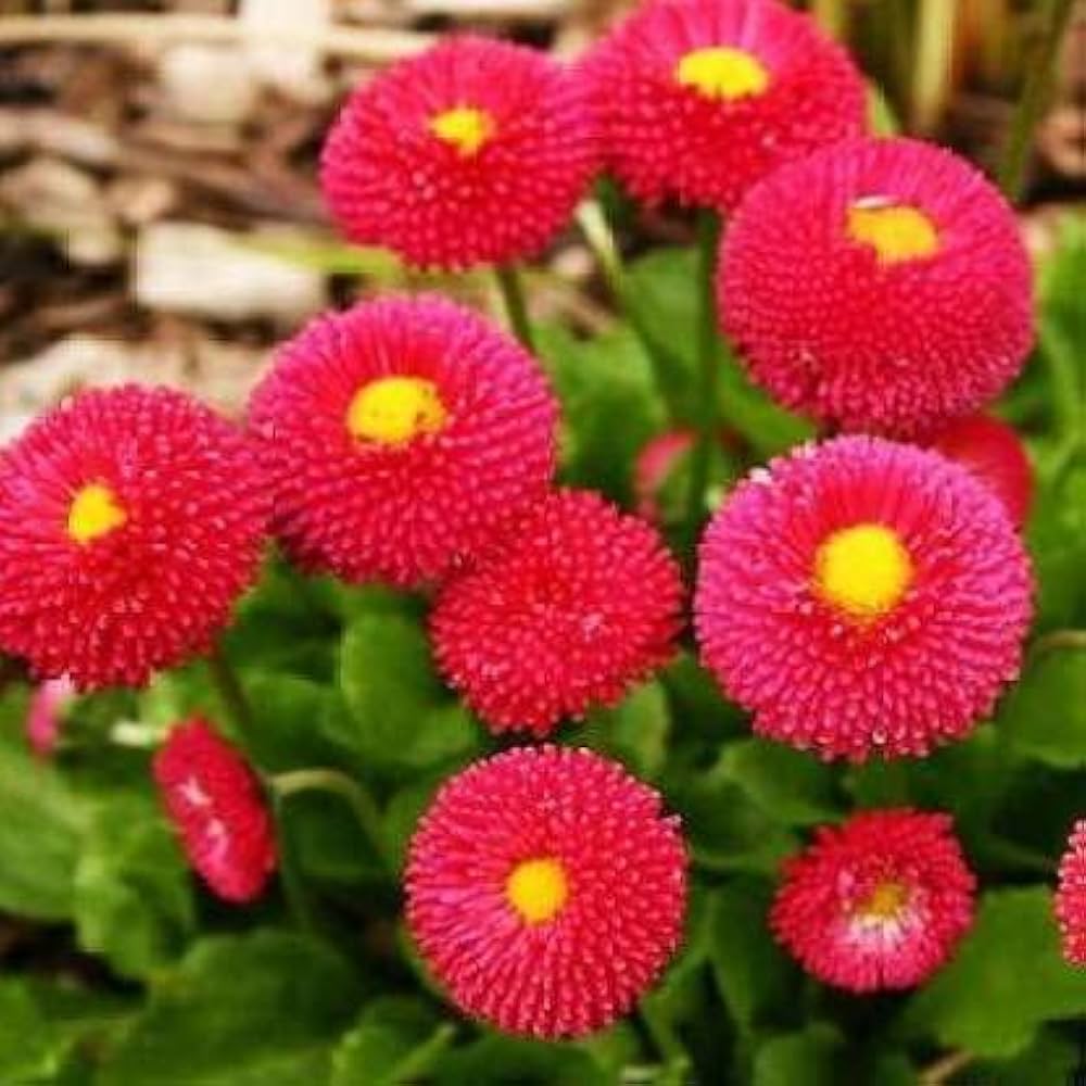 Red Daisy Bellis perennis seeds for planting in pollinator garden