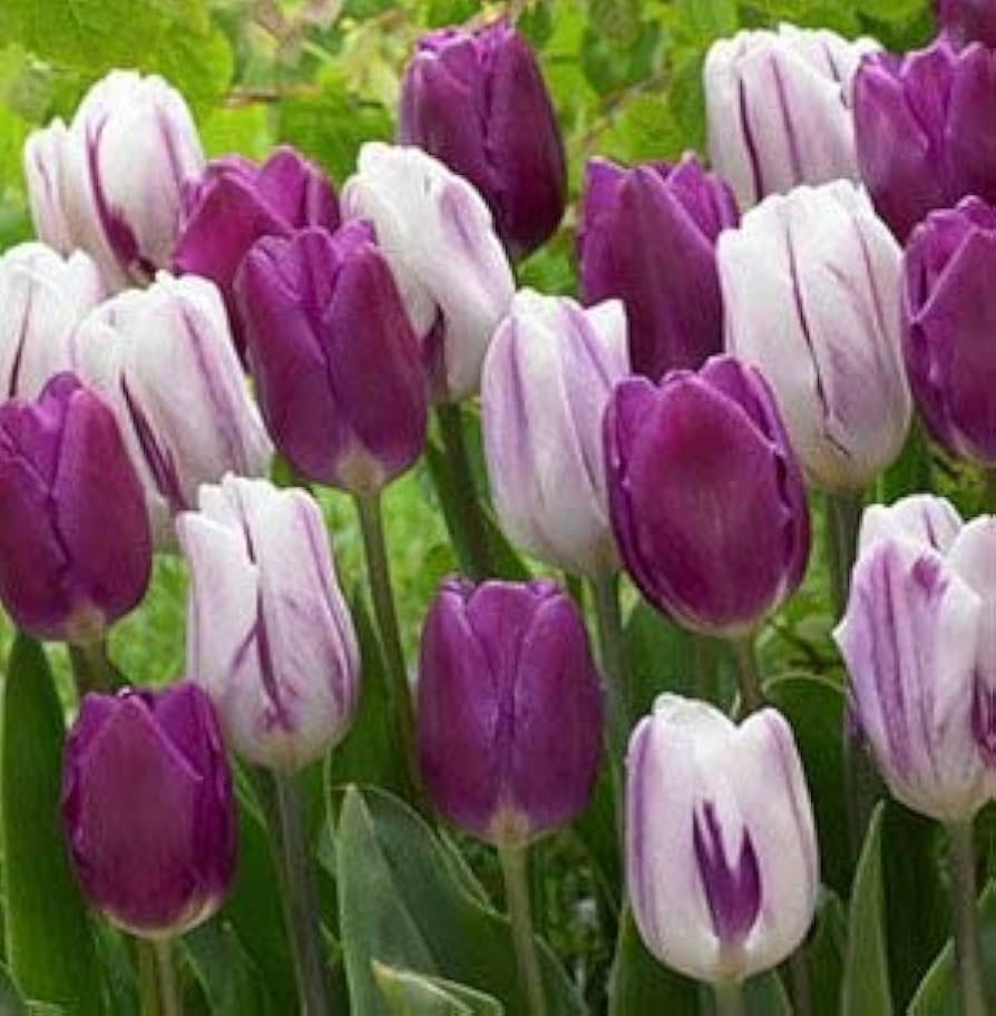 Violet And White Tulip Flower Seeds For Planting