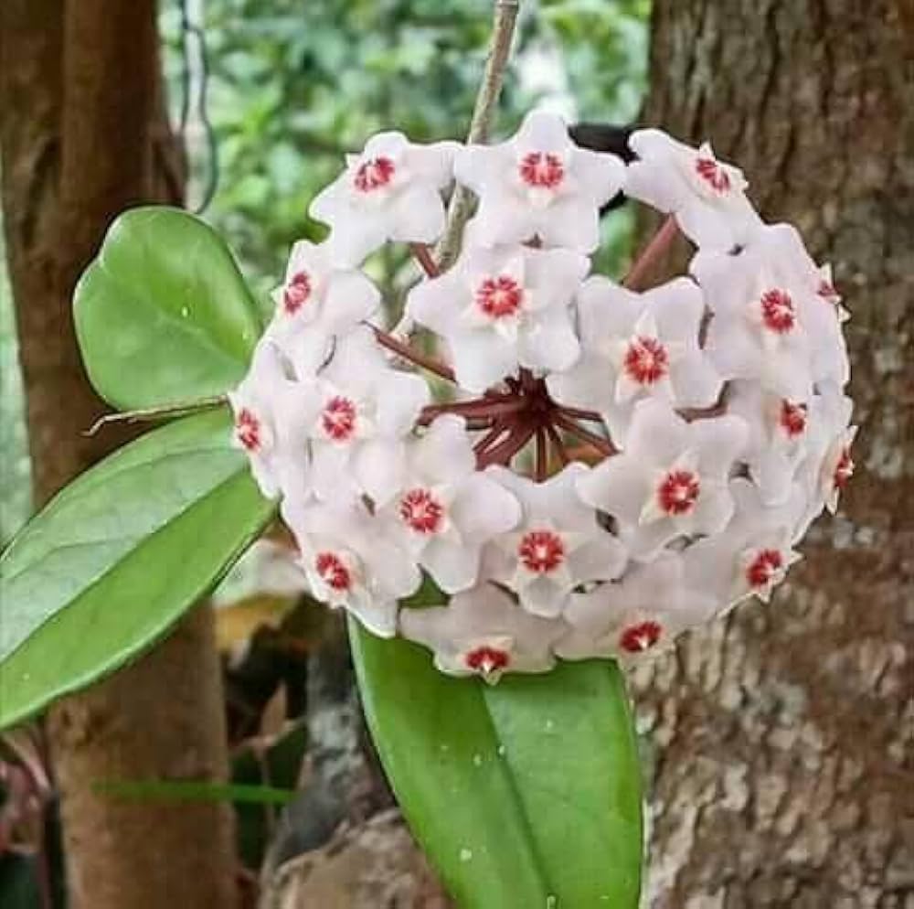 Hoya Orchid Hoya spp. for planting in indoor garden