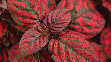 Hypoestes Flower seeds for Planting - Long Bloom Season, Heirloom & GMO Free Seeds for Home Garden
 
 Sale for planting in home garden