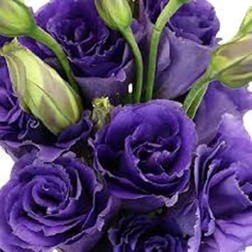 Violet Lisianthus Flower seeds for Planting - Sun Loving, Heirloom & GMO Free Seeds for Home Garden
 
 Sale seeds for home garden