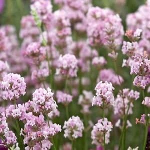 Pink Lavender Flower seeds for Planting Drought Tolerant Heirloom & GMO Free Seeds for Home Garden 
 
 Sale for planting in home garden