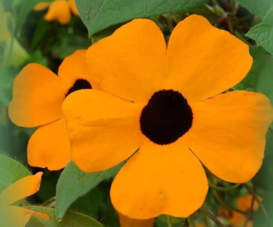 Black Eyed Susan Vine Pollinator-Friendly Flower Seeds
