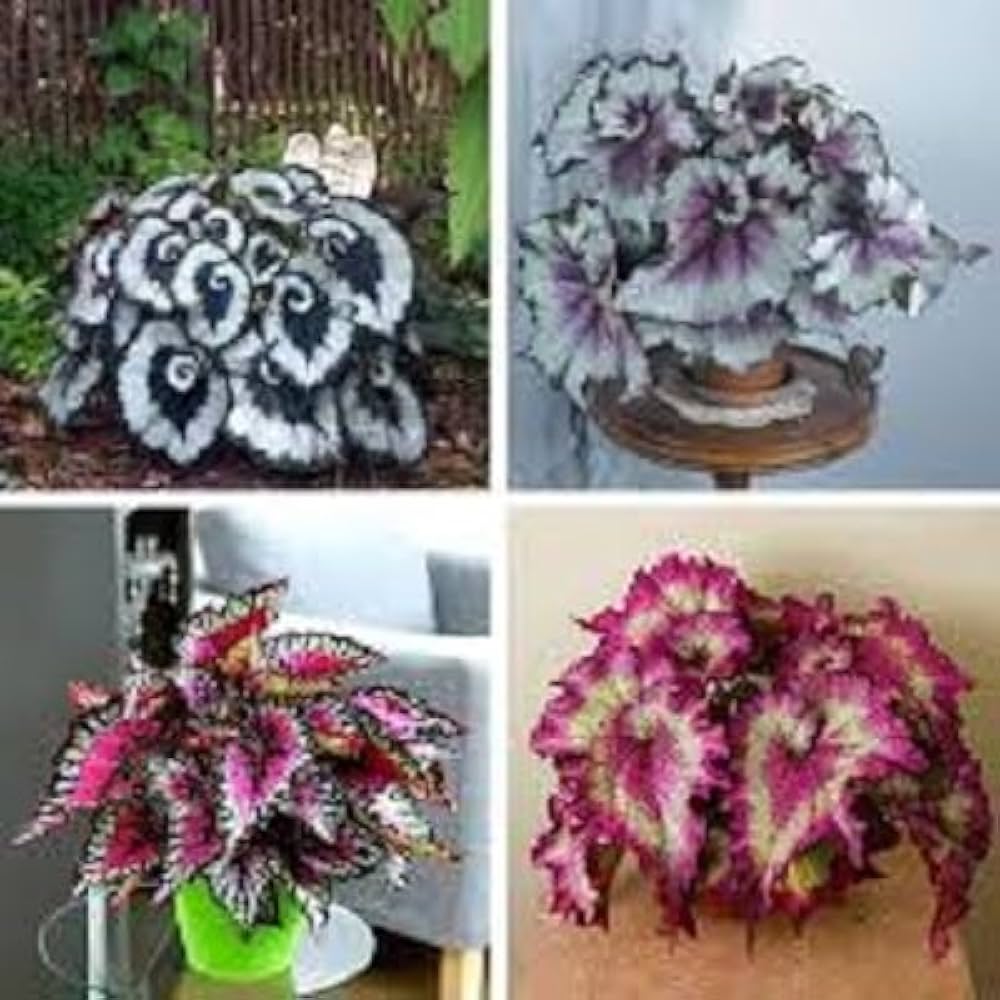Bonsai Begonia Coleus Flower Seeds