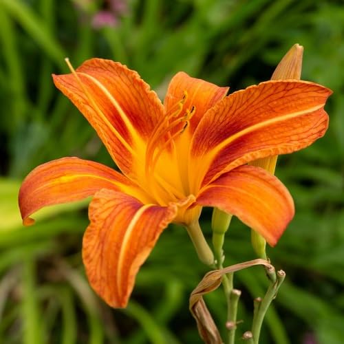 Orange Hemerocallis Flower seeds for Planting - Fragrant Blossoms, Heirloom & GMO Free Seeds for Home Garden
 
 Sale seeds for planting in home garden