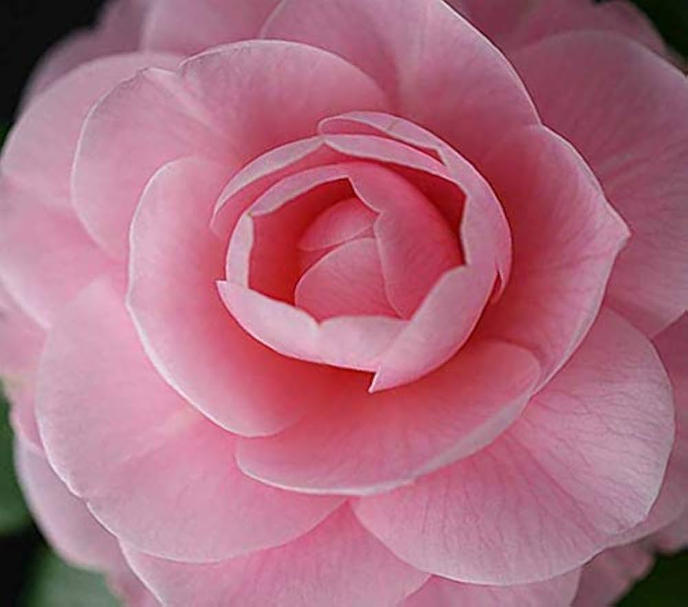 Camellia japonica for planting in flower bed