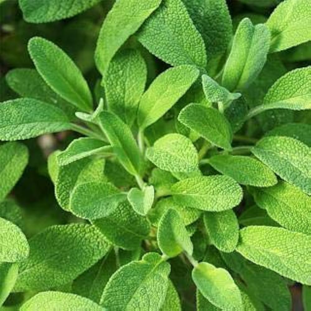 Sage herb seeds for aromatic culinary and medicinal gardens