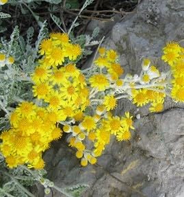 White Phalaenopsis Orchid Seeds Vibrant Colors Heirloom & GMO Free Seeds for Home Garden
 
 Sale for planting in home garden