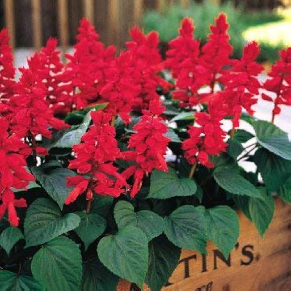 Salvia Vista Rose seeds for urban flower beds
