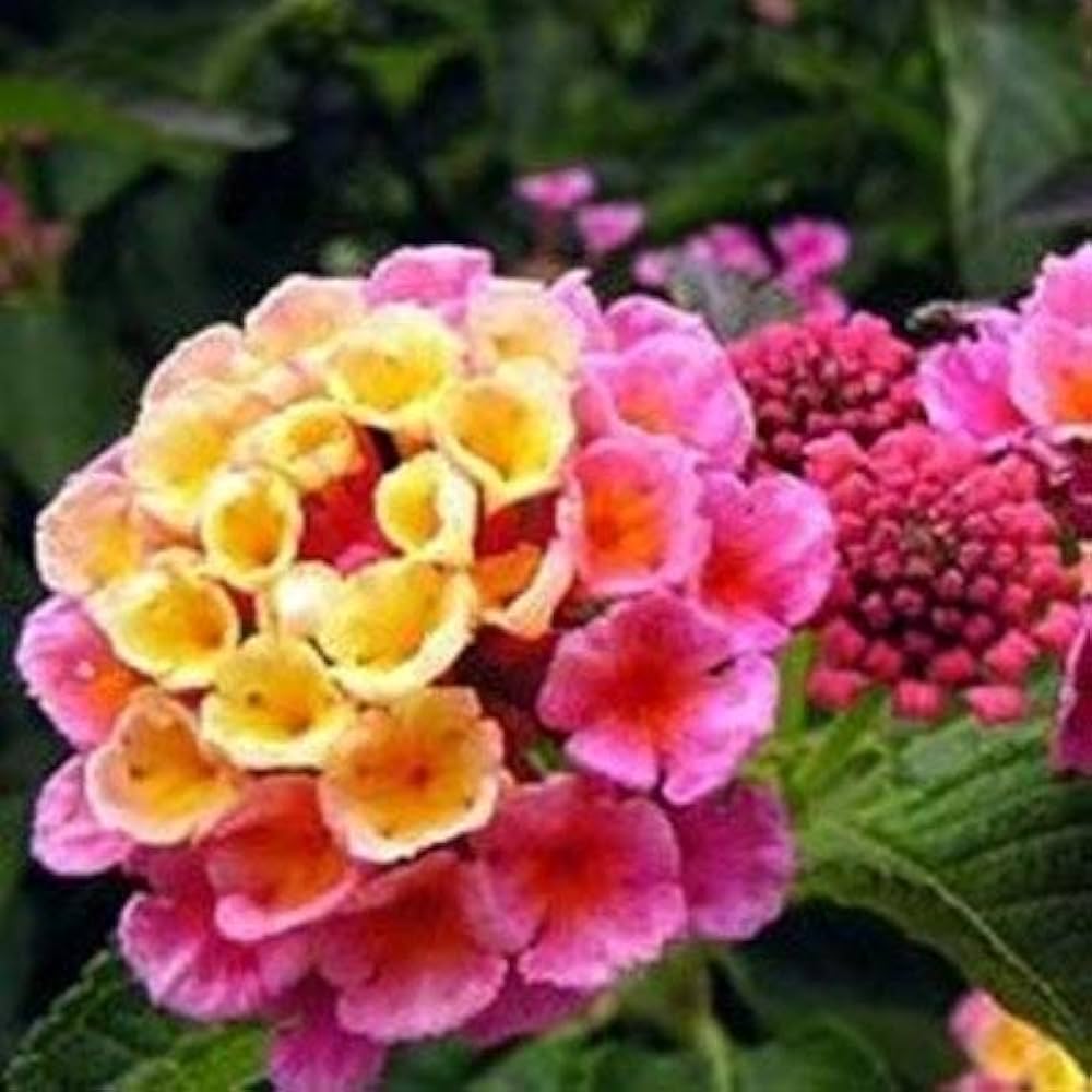 Five Color Hydrangea Lantana Camara Bonsai Seeds Five Color Hydrangea - Shop Now