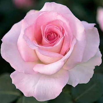 Purple China Aster Flower Seeds for Planting Wildflower Mix Heirloom & GMO Free Seeds for Home Garden
 
 Sale for planting in home garden